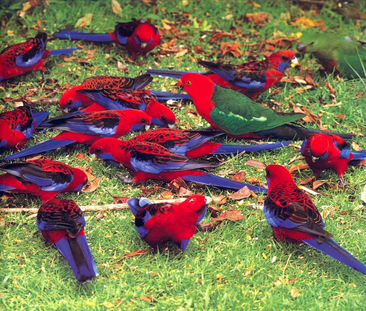 [bab033oz_king_parrot_and_friends.jpg]