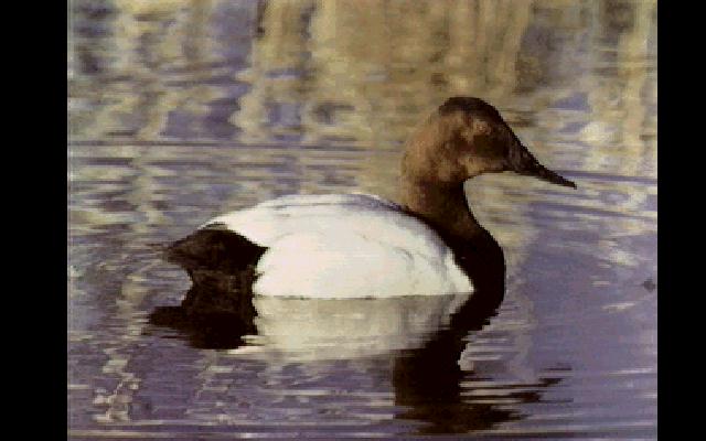 [bird061-CanvasbackDuck-Floating_on_water.jpg]