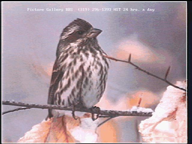 [bird149-Finch.jpg]