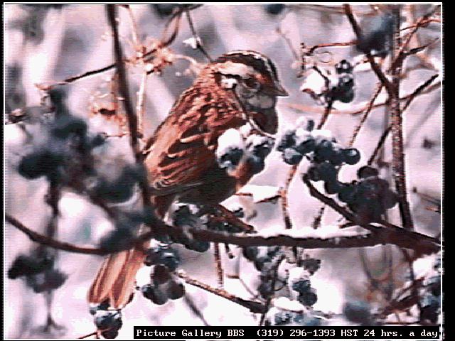 [bird150-White-crownedSparrow-Perching_on_fruited_snow_tree.jpg]
