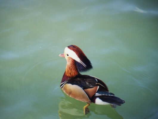 [bird15a2-MandarinDuck-Male-Floating.jpg]
