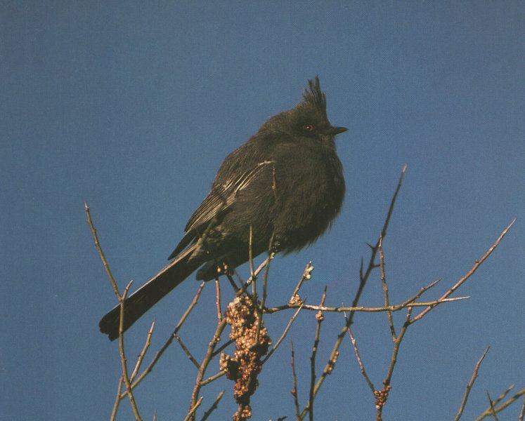[blackbird-PHAINO01.jpg]
