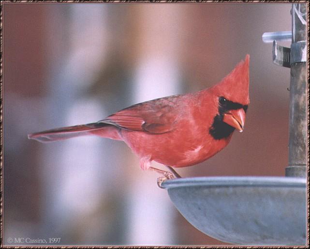 [cardinal04-Male_on_bird_feeder.jpg]