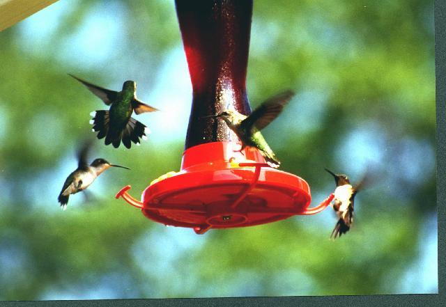 [hummingbirds01.jpg]