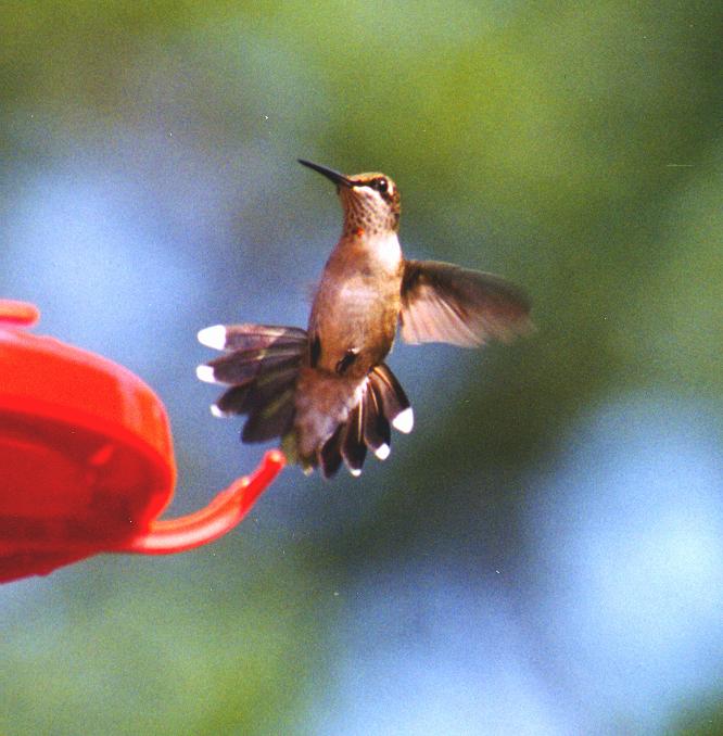 [hummingbirds03.jpg]