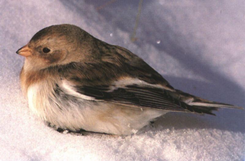 [snowbird-SnowBunting0.jpg]