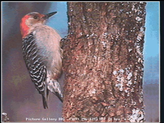 [woodpecker-bird148.jpg]