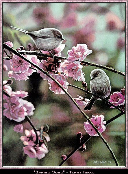 [wwart101-Songbirds-Titmouse-Pair.jpg]