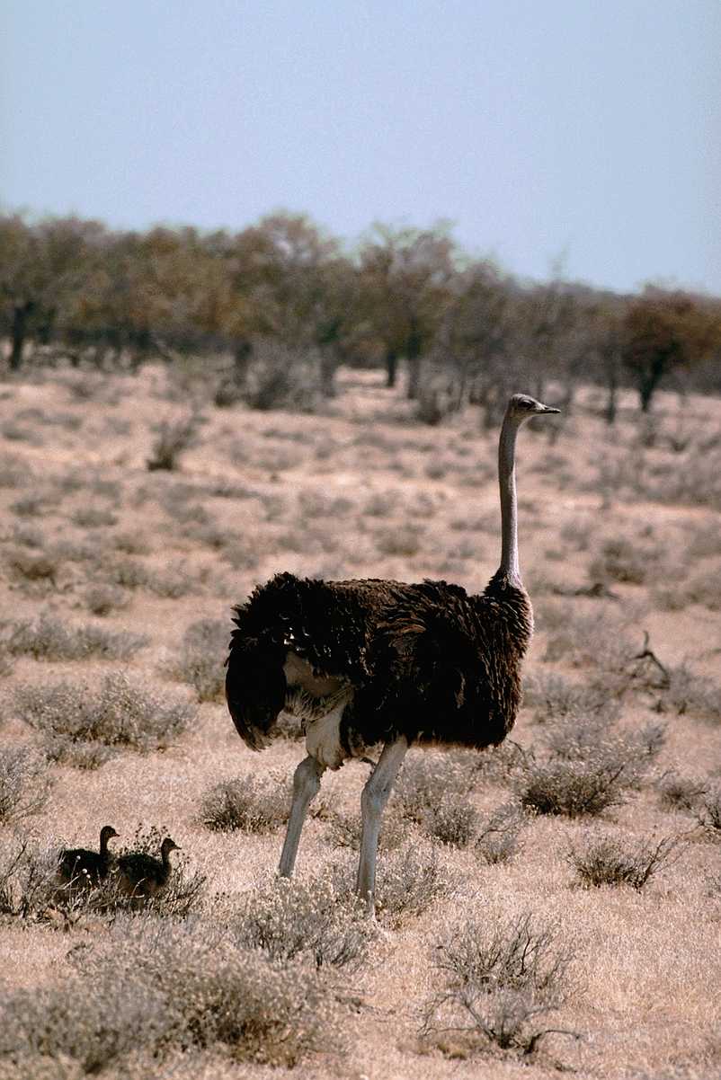 [aba50022-Ostrich-Mom_n_2babies.jpg]