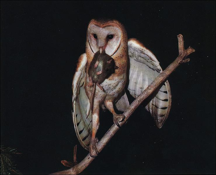 [BarnOwl_05-Hunted_a_mouse-OnBranch.jpg]