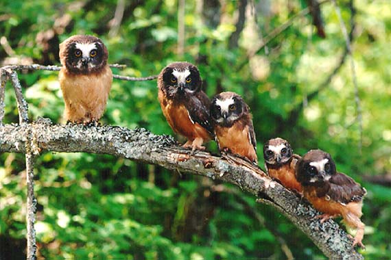 [NorthernSaw-WhetOwls_Family-lineup_on_branch.jpg]