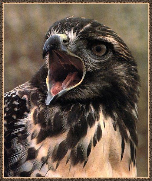 [Red-tailedHawk_00-HowlingFace-Closeup.jpg]