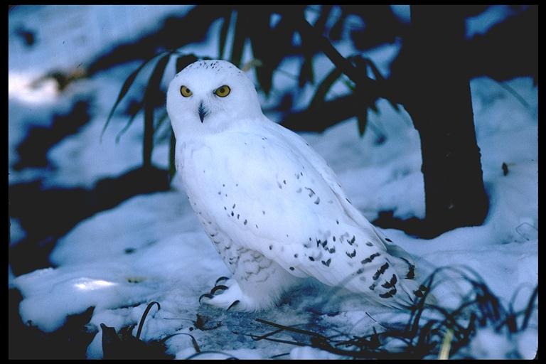 [snowy-owl-on-snow.jpg]