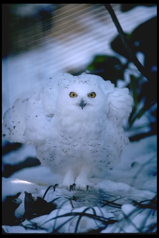 [snowy-owl-puffed.jpg]
