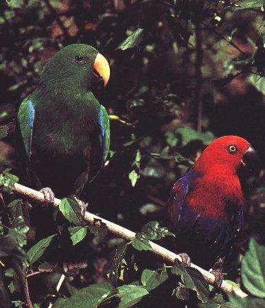 [P03-EclectusParrots-RedFemale-GreenMale-OnBranch.jpg]