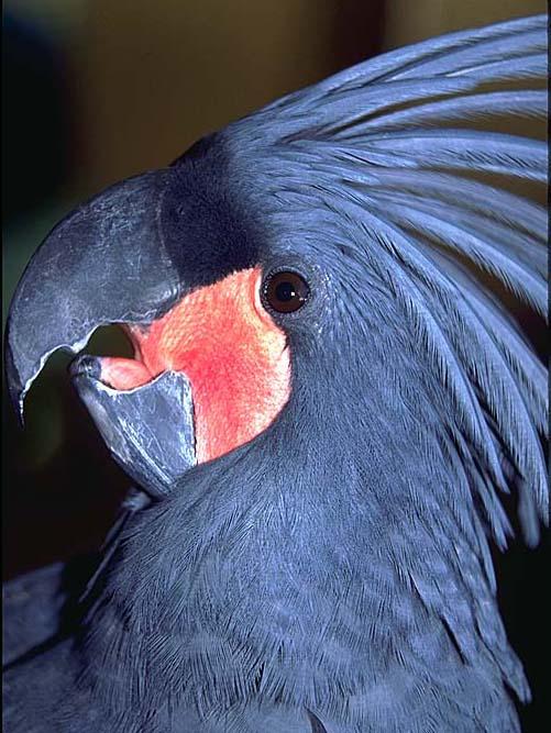 [Parrot11-BlueCockatoo-FaceCloseup.jpg]