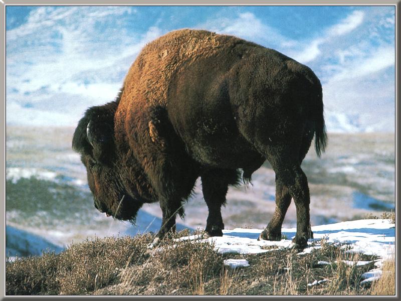 [AmericanBison_02-Looks_down_on_the_snow_hill.jpg]