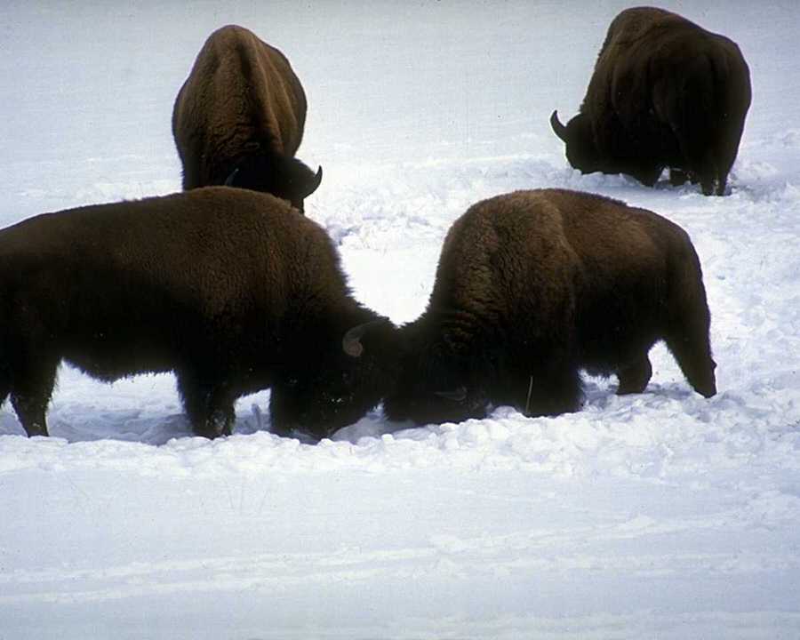 [ady50070-AmericanBison-Herd-Fighting_on_snow.jpg]