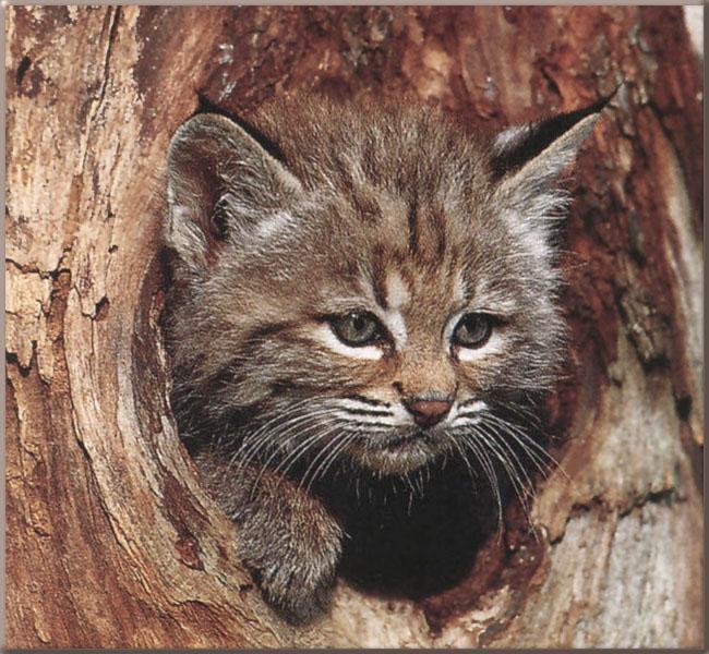 [BobcatYoung09_Face_in_log_hole.jpg]