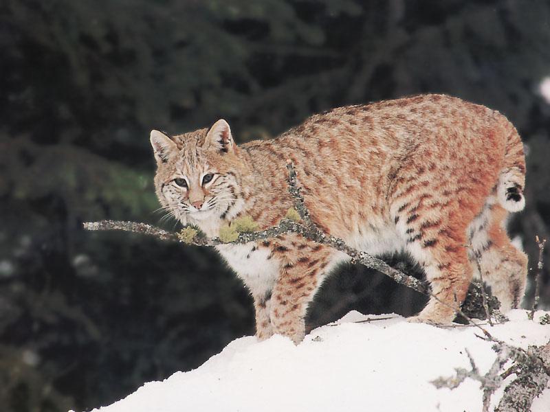 [Bobcat_23-Standing_on_snow_hill.jpg]
