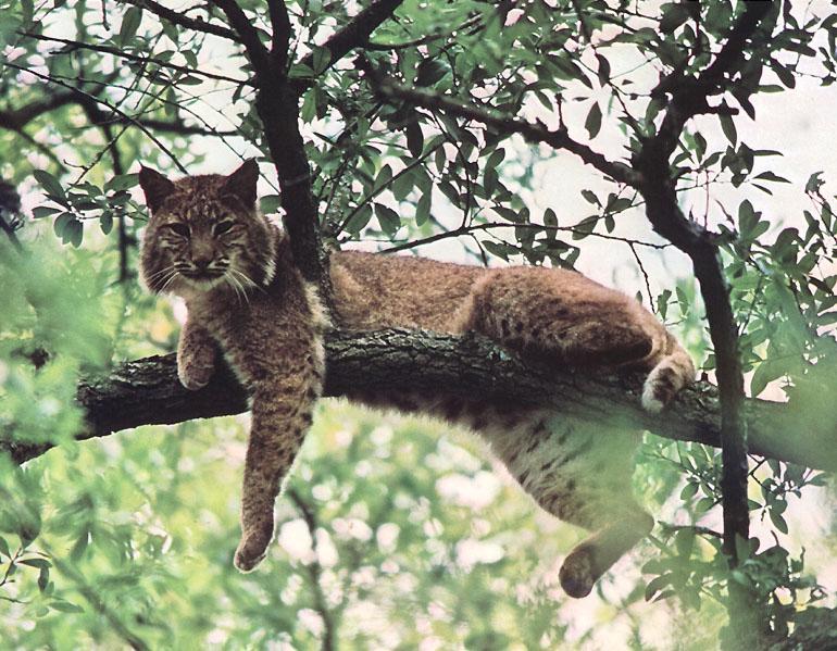 [bobcat2-Sitting_on_tree.jpg]
