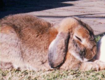 [Bunny_Lopear5-Rabbit-Sleeping.jpg]