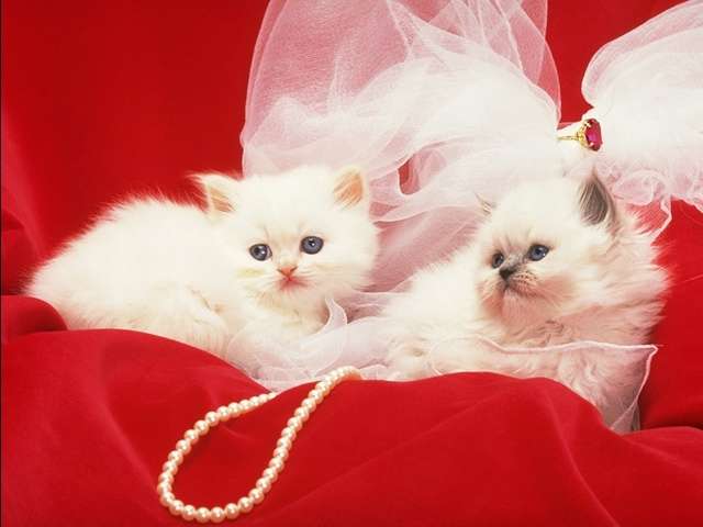 [Cute & lovable kittens1.jpg]