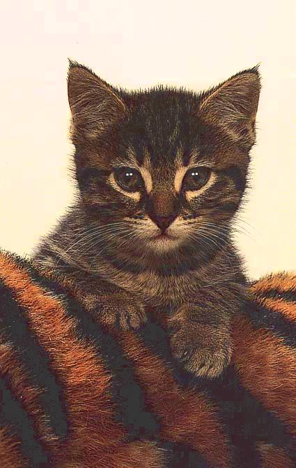 [HouseCat-Kitten10-Closeup.jpg]