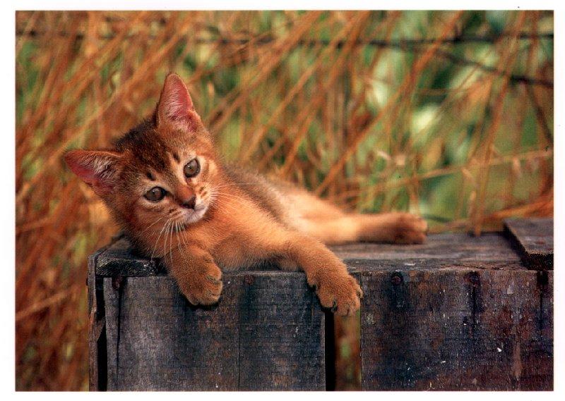 [HouseCat-Kitten_07.jpg]