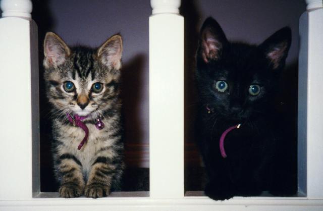 [HouseCat_Kittens-FloorGuards.jpg]