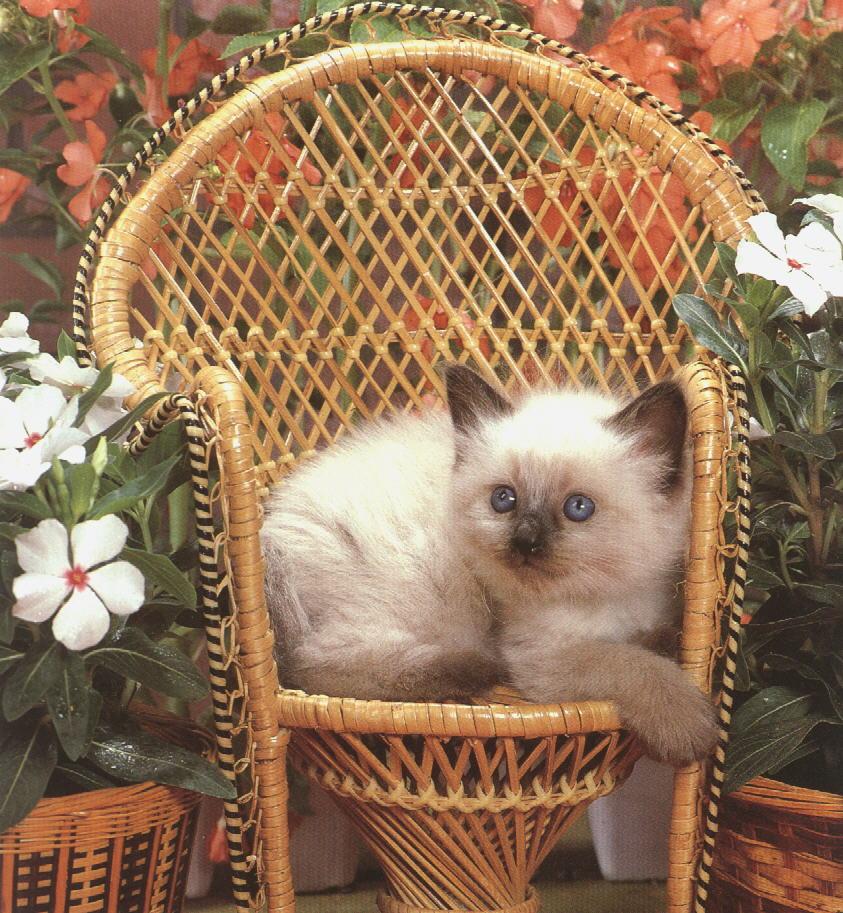 [HouseCat_kitten-basket.jpg]