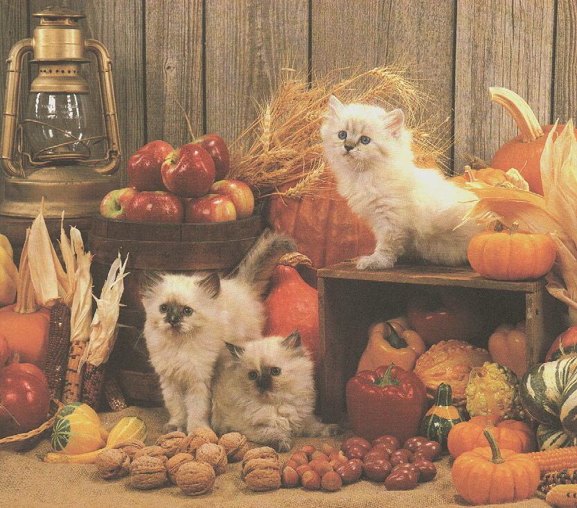 [HouseCats_Kittens-harvest.jpg]