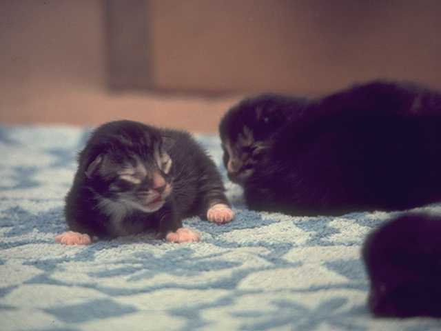 [Photo119-DomesticCat-Kittens.jpg]