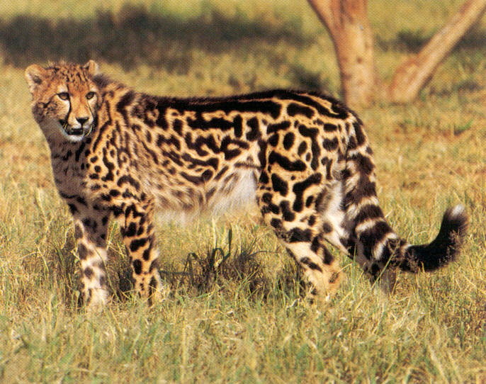 [Cheetah-king.jpg]