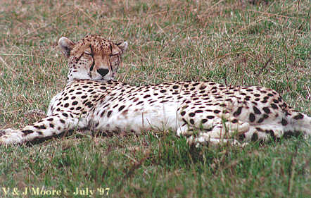 [EastAfrica-Cheetah971-Relaxing-OnPlain.jpg]