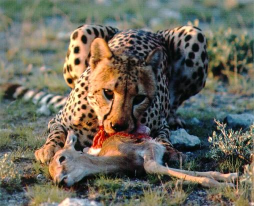 [afwld027-Cheetah-Dinner-YoungAntelope.jpg]