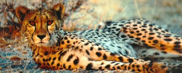 [afwld032-Cheetah-Relaxing.jpg]