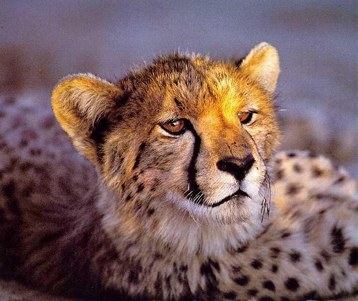 [cheetah02-cutegoldenface.jpg]