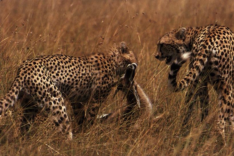 [cheetah07gt-HuntedAntelope.jpg]