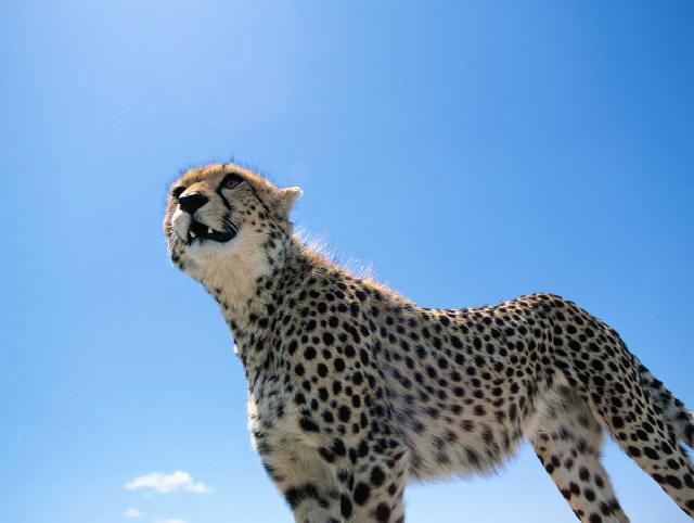 [cheetah32-BlueSky.jpg]