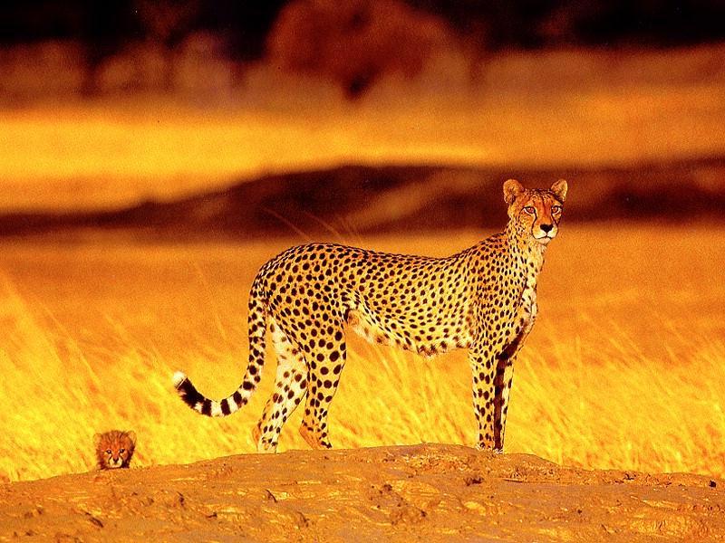 [cheetah6-MomNCub-GoldenPlain.jpg]