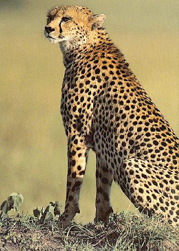 [cheetah_03.jpg]