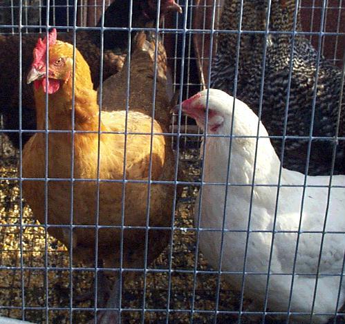 [Chickens-Roosters_n_hens_in_cage.jpg]