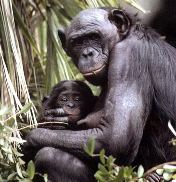 [ApeMomNBaby-2chimpanzees.jpg]