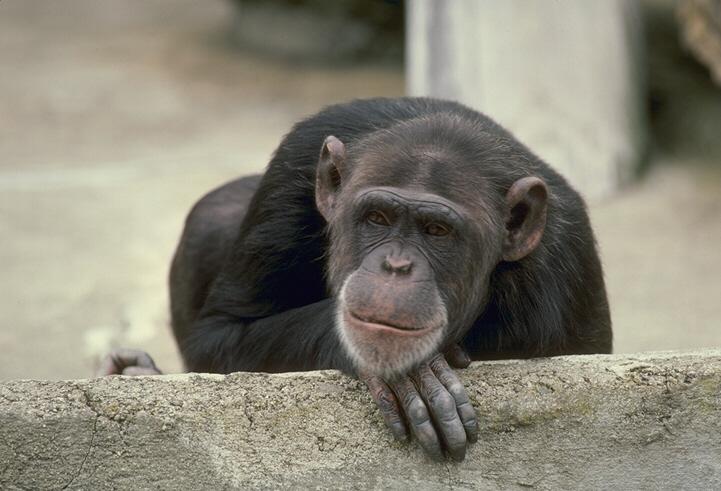 [Chimpanzee_049052b-FaceCloseup.jpg]