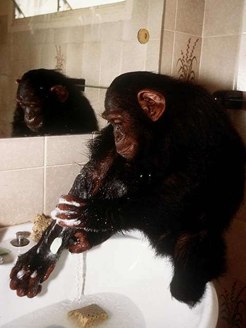 [chimpanzee_washing.jpg]