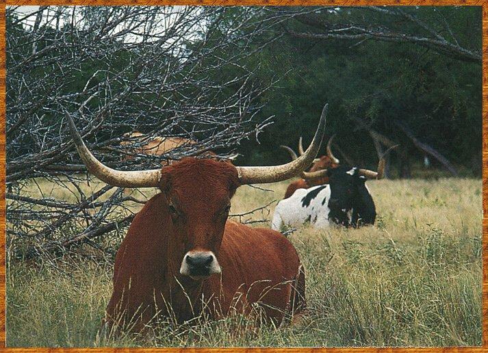 [LonghornSteer_02-Cows-Sitting-OnGrass.jpg]