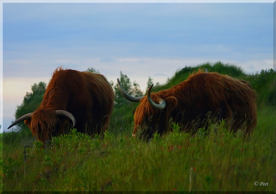 [highland cow 04.jpg]