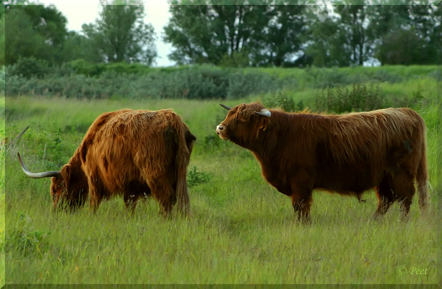 [highland cow 07.jpg]