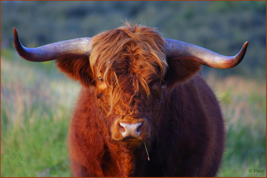 [highland cow 09.jpg]